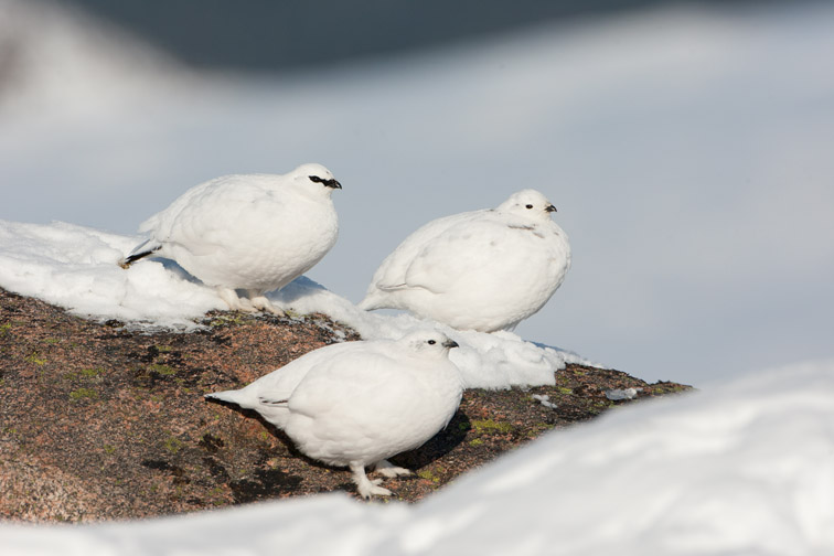 Ptarmigan (lagopus mutus) three perched on rock in winter plumage, Cairngorms, Scotland, February